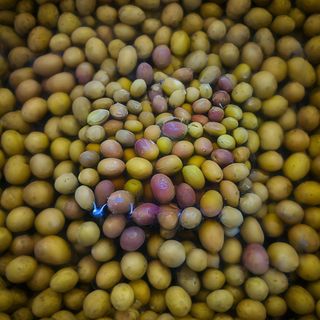 Olive Puglia in acqua