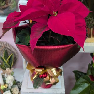 Stella di Natale taglia 