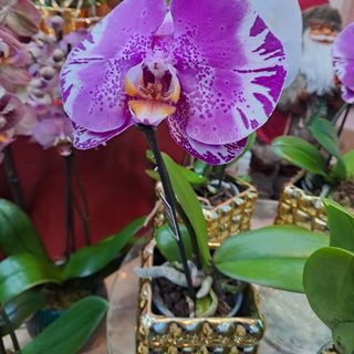 Orchidea Singolo con vaso