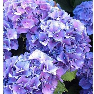 Ortensia vario colore misura S