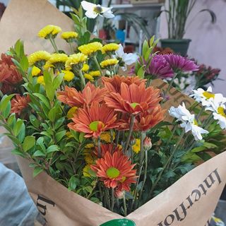 Mazzo di margherite invernali colorate.