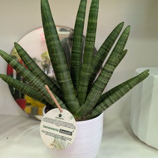 Sanseveria cilindrica trifasciata