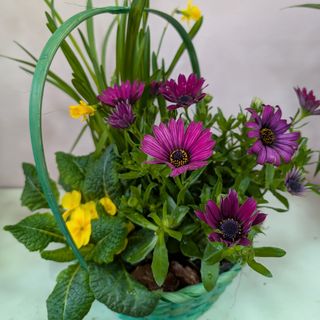 Composizione di piante primaverili in cesto di vimini colorato