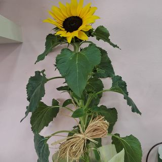 Girasoli in Vaso - Pianta Ornamentale
