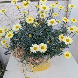 margherita in cestino