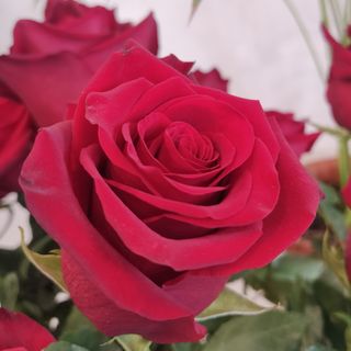 50 rose rosse gambo lungo 60 cm qualità extra (pre-ordinare)