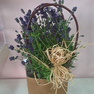 Piantina di Lavanda in Borsetta