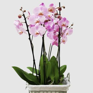 orchidea 6 rami con annesso cestino o vaso di ceramica. 