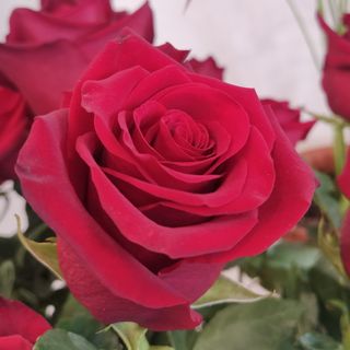 100 rose rosse gambo lungo 60 cm qualità Extra (pre-ordinare)