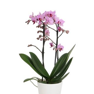 Orchidea 2 Rami ,VASO di ceramica  incluso