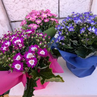 Magherite primaverili