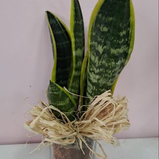 Sanseveria taglia S