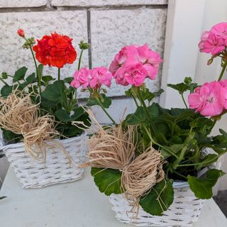 Geranio vario colore in cesto
