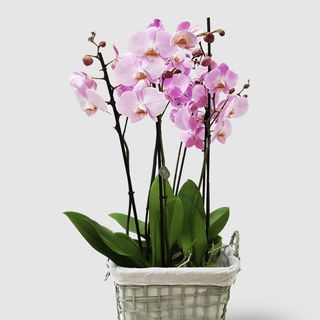 orchidea 4 rami con annesso cestino o vaso di ceramica. 