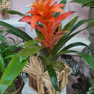 Guzmania 