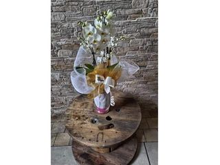 Phaleno in Vaso Vetro