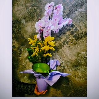 Orchidea con confezione e mimosa