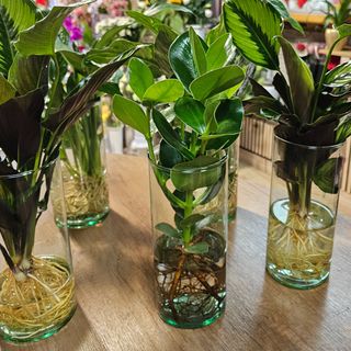 Pianta in idrocultura