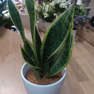 Sansevieria
