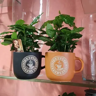 Pianta del caffe in tazza ceramica