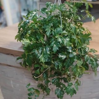 Cissus cadente
