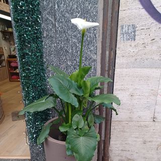 Calla d'esterno