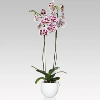 Orchidea