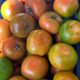 Pomodoro verdone al kg