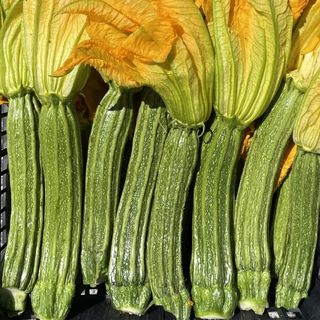 Zucchine romanesche