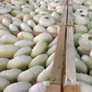 Cipolla piatta da forno al kg