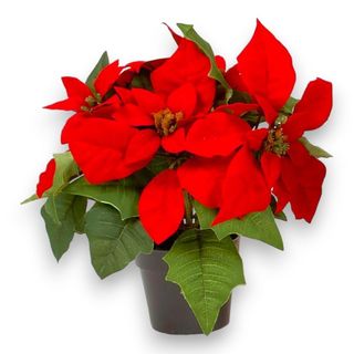 stella di natale grande