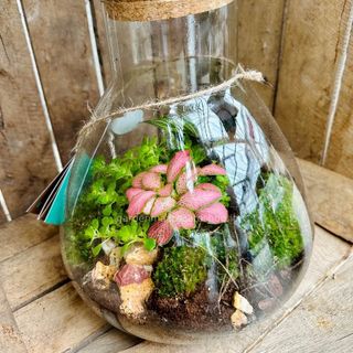 terrarium medio