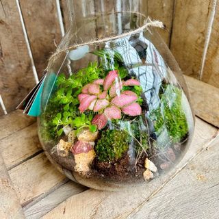 terrarium grande