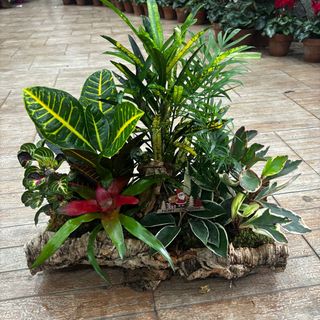 composizione in sughero grande