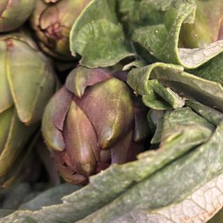 Carciofi 10 teste Egitto