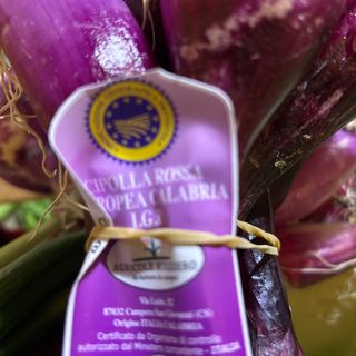 Cipolla Tropea fresca. Fascio