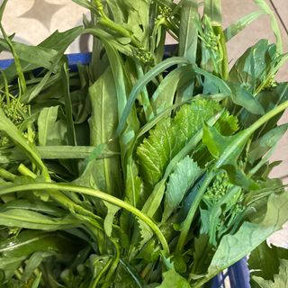 Friarielli amari ( lingue di cane)fascio