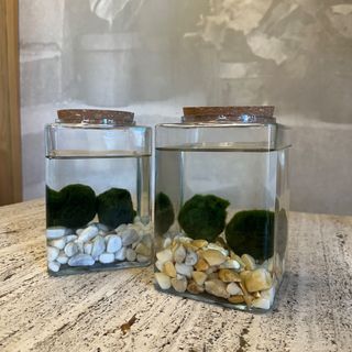 Marimo