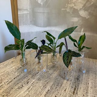 Piantine in idrocoltura