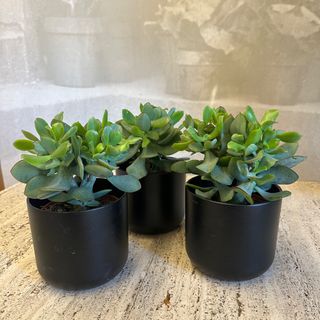 Crassula