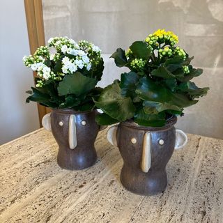 Kalanchoe