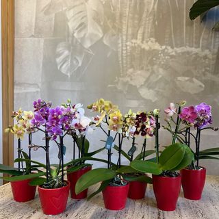 Phalaenopsis Mini
