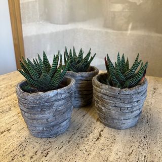 Haworthia