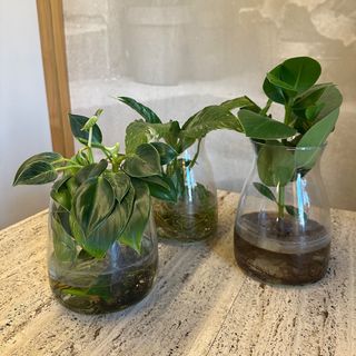 Piantine in idrocoltura Big