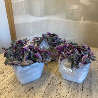 Tradescantia