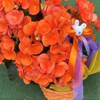 Begonia in cestino