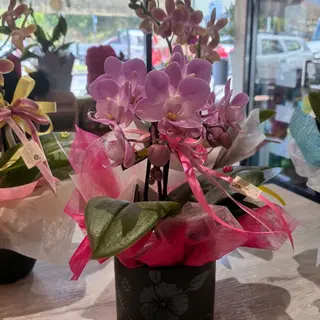 Mini Phalaenopsis