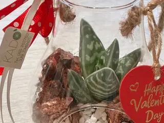 Pianta in vetro