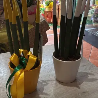 Sanseveria in vaso
