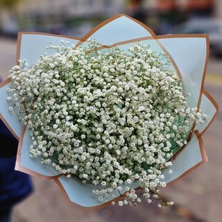Gypsophila